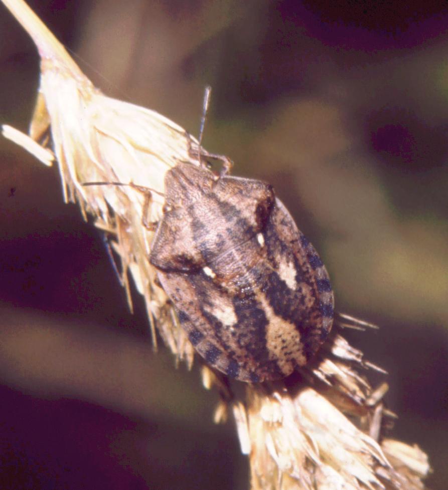 Scutelleridae
